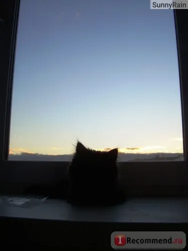 Персийска котка - 