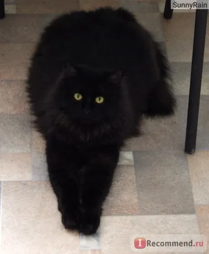 Персийска котка - 