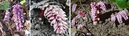 Горска майка снимка трева корен горска майка лечебни свойства, berendeyka - гора Magus