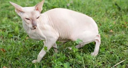 Peterbald снимки на котки, цена, описание порода, характер, видео, детски ясли - murkote за котки и котки