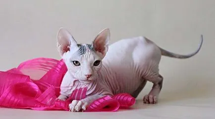 Peterbald снимки на котки, цена, описание порода, характер, видео, детски ясли - murkote за котки и котки