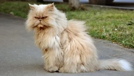 Снимка Персийска котка, описание порода, характер, цвят