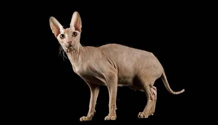 Peterbald снимки на котки, цена, описание порода, характер, видео, детски ясли - murkote за котки и котки