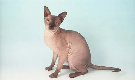 Peterbald снимки на котки, цена, описание порода, характер, видео, детски ясли - murkote за котки и котки
