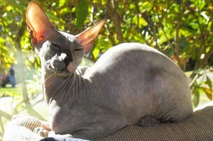 Peterbald снимки на котки, цена, описание порода, характер, видео, детски ясли - murkote за котки и котки