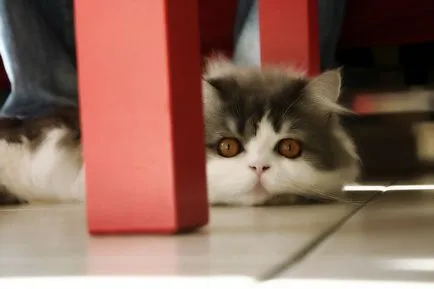 персийска котка