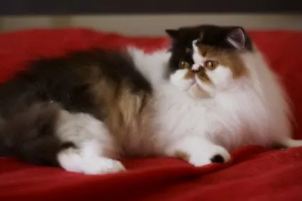 персийска котка