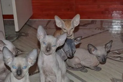 Peterbald или Санкт Петербург Sphynx описание порода