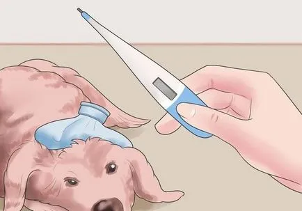 Първите признаци на бяс при кучета
