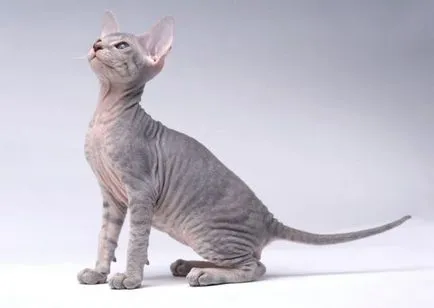 Peterbald или Санкт Петербург Sphynx описание порода