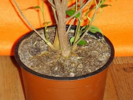 Ficus трансплантация у дома, как и кога да се направи