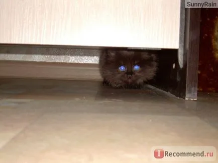 Персийска котка - 