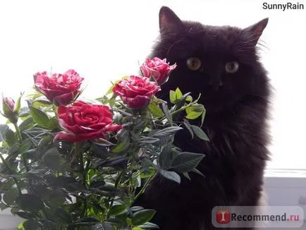 Персийска котка - 