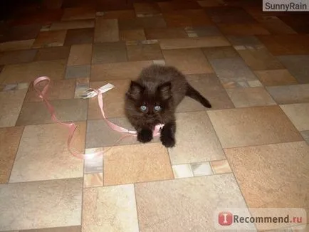 Персийска котка - 