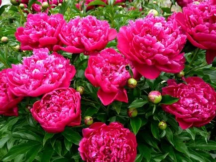 Божури от отглеждането на семена - подробна инструкция
