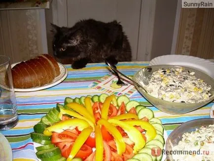 Персийска котка - 