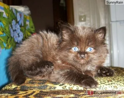 Персийска котка - 