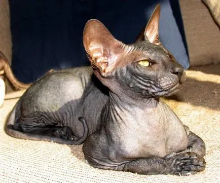 Peterbald или Санкт Петербург Sphynx описание порода