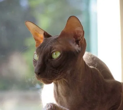 Peterbald или Санкт Петербург Sphynx описание порода