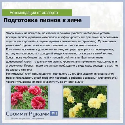 Божури от отглеждането на семена - подробна инструкция