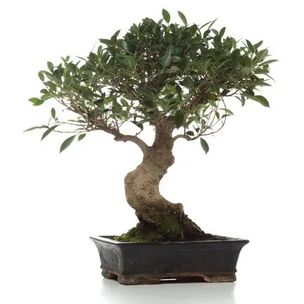 Ficus трансплантация у дома кога и как