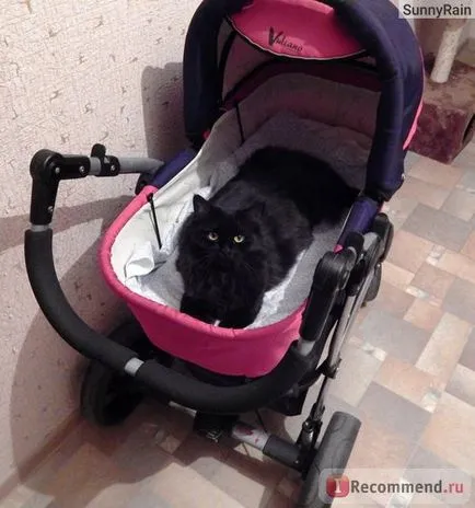 Персийска котка - 