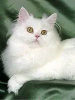 Защо котето не яде