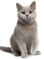 Защо котето не яде