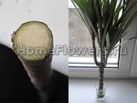 Защо умират драцената начинаещи - вътрешни цветя и растения за (Dracaena) Защо умират драцената начинаещи - вътрешни цветя и растения за