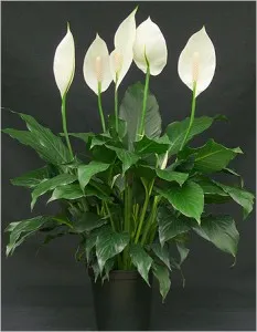 Защо очерни малки листа на растението Spathiphyllum