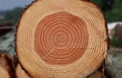 Плътността на бор, бреза, лиственица и смърч (друг дървен материал рязан) Плътността на бор, бреза, лиственица и смърч