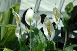 Защо очерни малки листа на растението Spathiphyllum