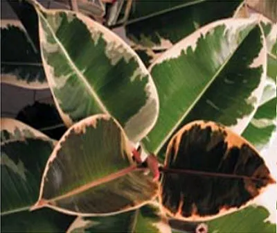 Защо листата стават черни при Spathiphyllum (женски щастие)