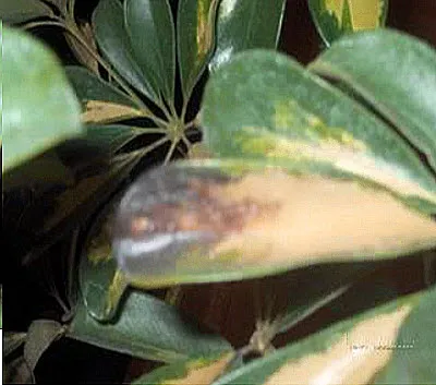 Защо листата стават черни при Spathiphyllum (женски щастие)