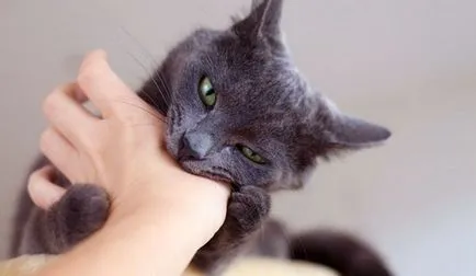 Защо котката хапе да бъде гален