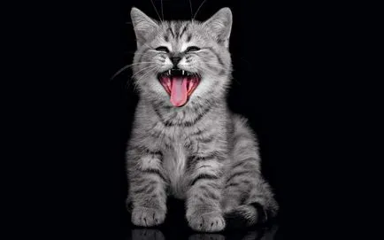 Защо котките мяу котка психология Secrets