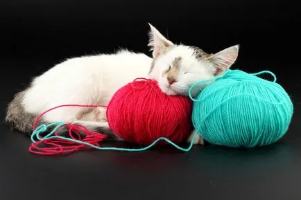 Защо котки котки смучат коса защо котки котенца дъвче косата защо котки котки облизване на косата на главата