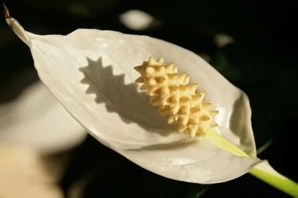 Защо листата стават черни по върховете и краищата на Spathiphyllum, има петна, предизвиква почерняването цветя