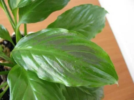 Защо листата стават черни по върховете и краищата на Spathiphyllum, има петна, предизвиква почерняването цветя