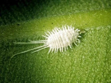 Защо листата стават черни по върховете и краищата на Spathiphyllum, има петна, предизвиква почерняването цветя