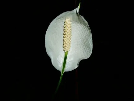 Защо листата стават черни при Spathiphyllum (Spathiphyllum) Защо листата стават черни при Spathiphyllum