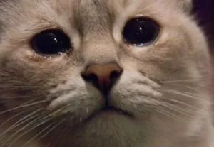 Защо коте сълзящи очи симптоми на заболявания и тяхното лечение
