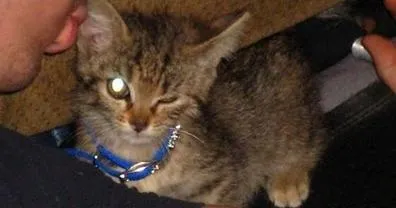 Защо котки очите тлеят какво да правя и причините за решението (котенца) Защо котки очите тлеят какво да правя и причините за решението