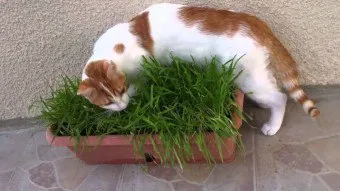 Са полезни билки за някои котки се хранят котка трева котка как да расте трева
