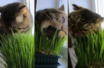 Са полезни билки за някои котки се хранят котка трева котка как да расте трева