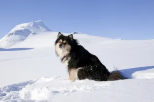 Породи кучета като вълци