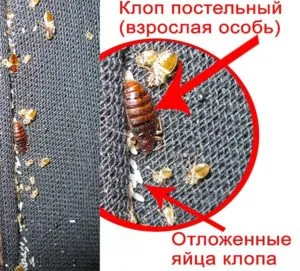 Дървеници характеристики на живота