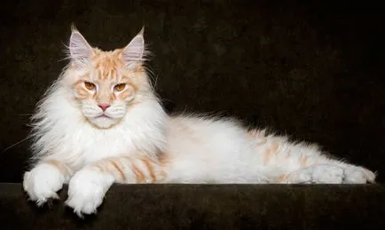 Портрети котки, фото новини