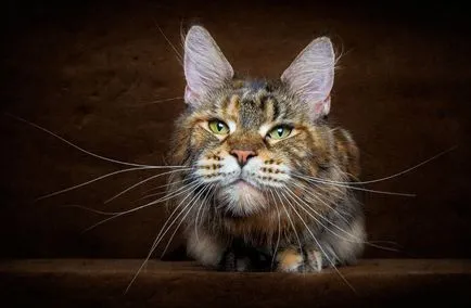 Портрети котки, фото новини