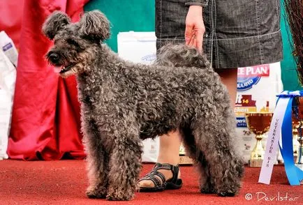 порода куче Pumi (Pumi)